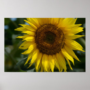 Poster - Die gelbe Sonnenblume