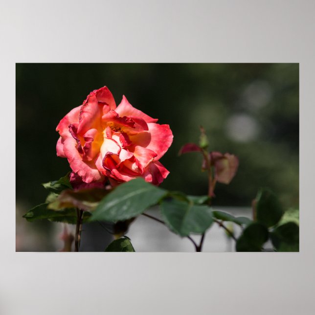 Poster Die verwelkende Rose (Vorne)