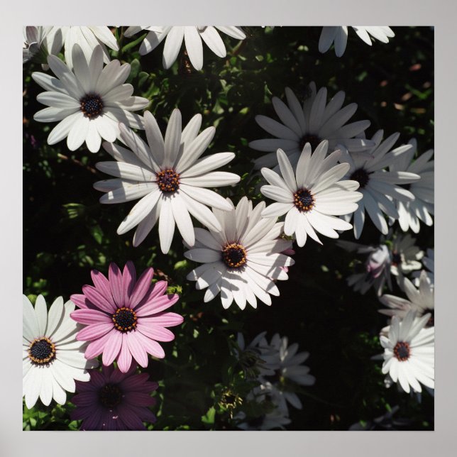 Poster Différent et beau (Devant)