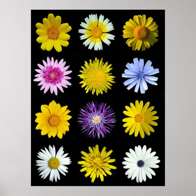 Poster Différentes fleurs de la famille Asteraceae. (Devant)