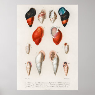 Poster Différents types de mollusques