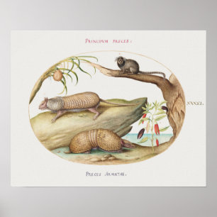 Poster d'illustration Armadillo vintage