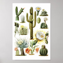 Poster d'illustration botanique de Cactus vintage