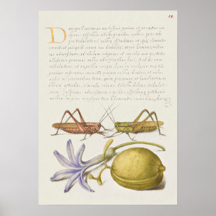 Poster d'illustration botanique vintage