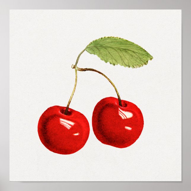 Poster d'illustration botanique vintage (Devant)