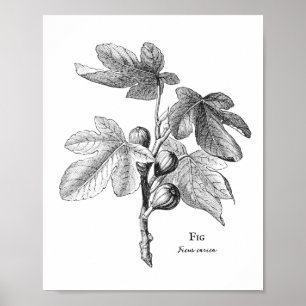 Poster d'illustration botanique vintage Fig