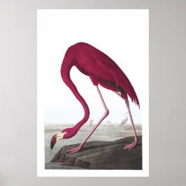 Poster d'illustration de Flamant rose américain