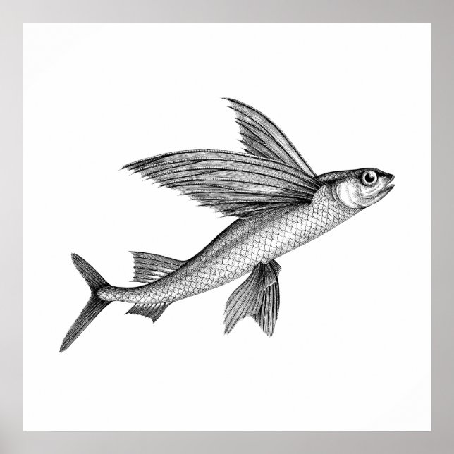 Poster d'illustration de poisson volant d'antiquit (Devant)