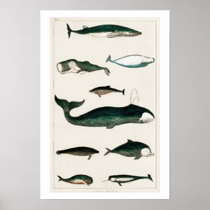 POSTER D'ILLUSTRATION DES BALEINES vintages