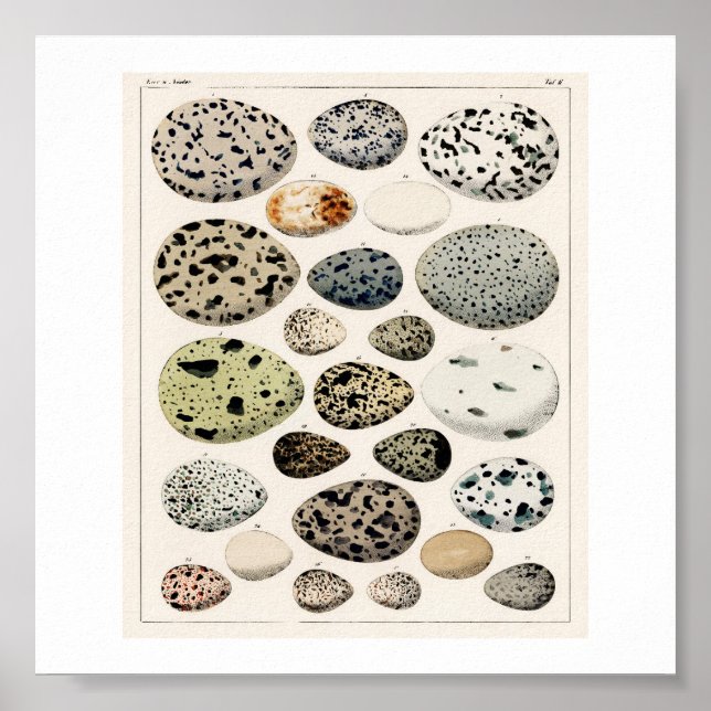 POSTER D'ILLUSTRATION DES OEUFS vintages 1843 (Devant)
