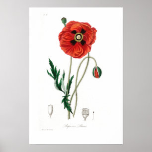 POSTER D'ILLUSTRATION DU POIVRE BOTANIQUE vintage