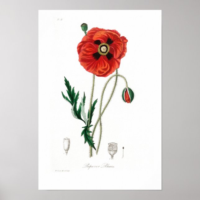 POSTER D'ILLUSTRATION DU POIVRE BOTANIQUE vintage (Devant)