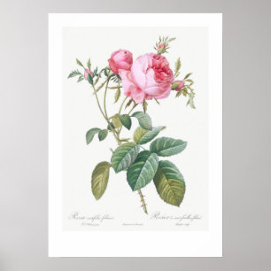 POSTER D'ILLUSTRATION DU ROSE BOTANIQUE vintage