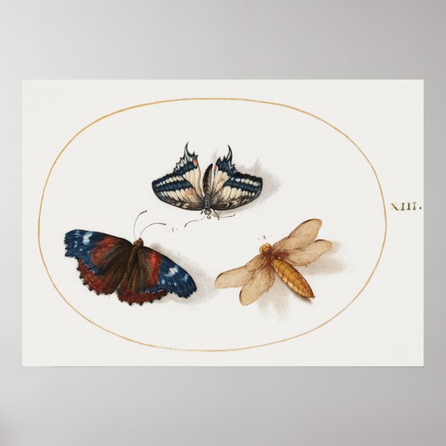 Poster d'illustration papillon (Devant)