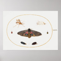 Poster d'illustration papillon