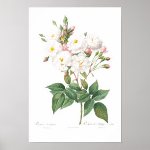 POSTER D'ILLUSTRATION ROSE ROSE ROSE BOTANIQUE vin