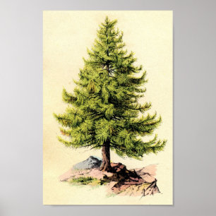 Poster d'impression botanique antique de Pine Tree