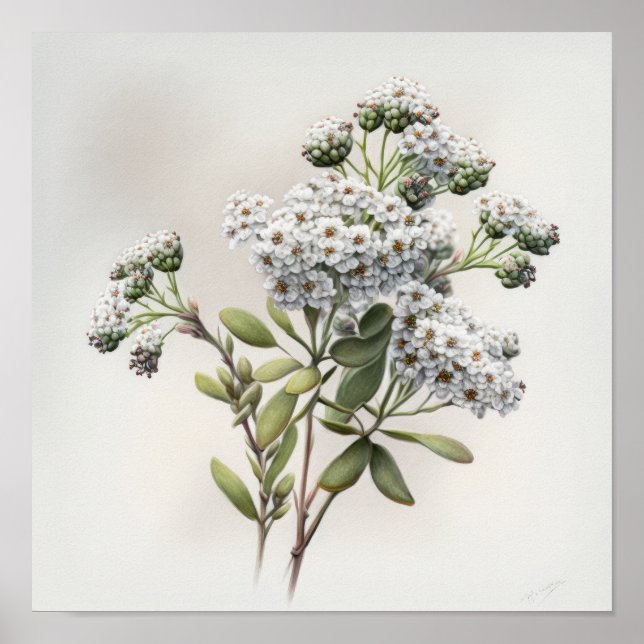 Poster d'impression d'Alyssum blanc (Devant)