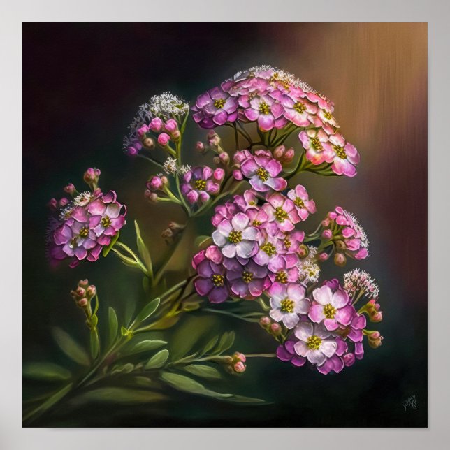 Poster d'impression d'Alyssum rose (Devant)