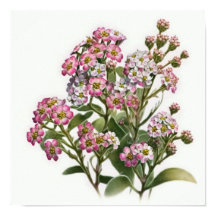 Poster d'impression d'Alyssum rose