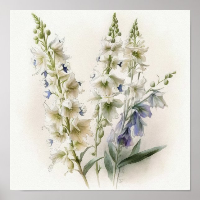 Poster d'impression d'art blanc Larkspur (Devant)