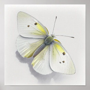 Poster d'impression d'Art Papillon Chou Blanc