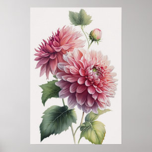 Poster d'impression d'art rose Dahlias
