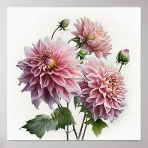 Poster d'impression d'art rose Dahlias