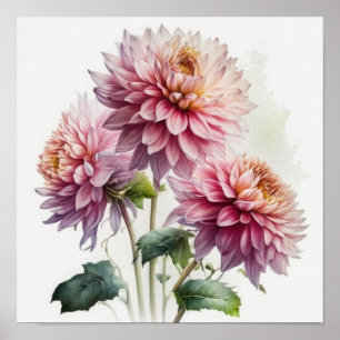 Poster d'impression d'art rose Dahlias