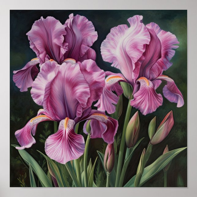 Poster d'impression d'art rose Irises (Devant)