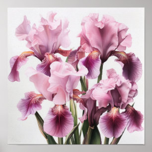 Poster d'impression d'art rose Irises