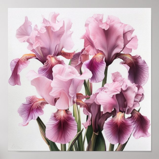 Poster d'impression d'art rose Irises (Devant)