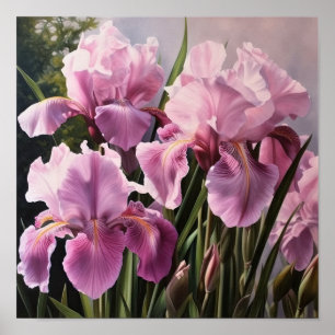 Poster d'impression d'art rose Irises
