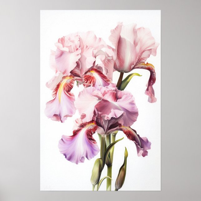 Poster d'impression d'art rose Irises (Devant)