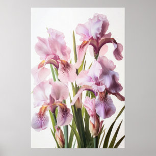 Poster d'impression d'art rose Irises