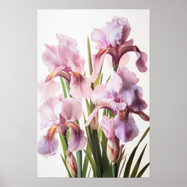 Poster d'impression d'art rose Irises (Devant)