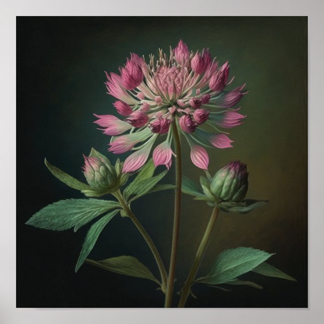 Poster d'impression d'Astrantia rose (Devant)
