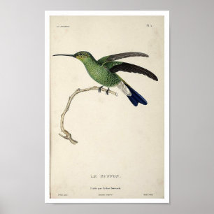 Poster d'impression de colibri vintage