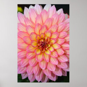 Poster d'impression de fleurs de dahlia rose et ja