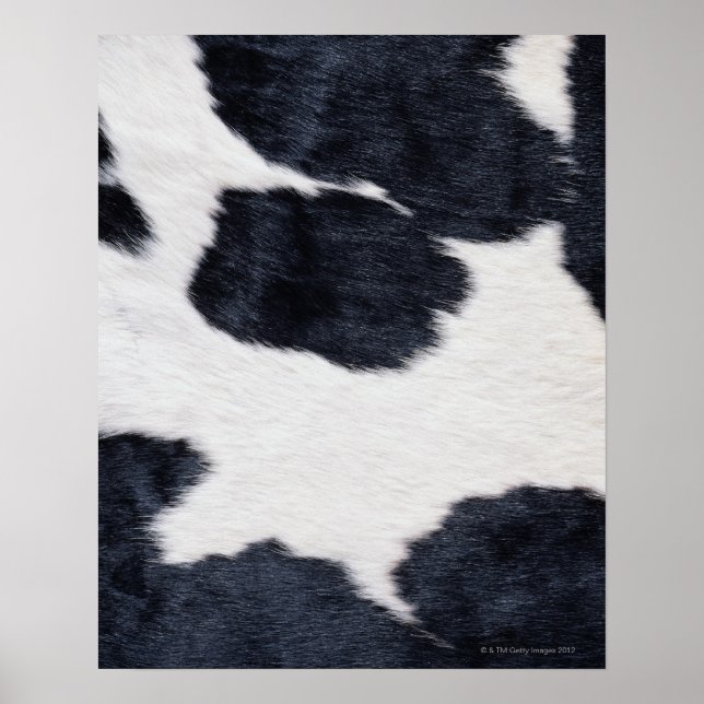 Poster d'impression de la vache (Devant)