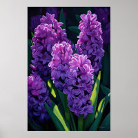 Poster d'impression de l'art de la floraison viole