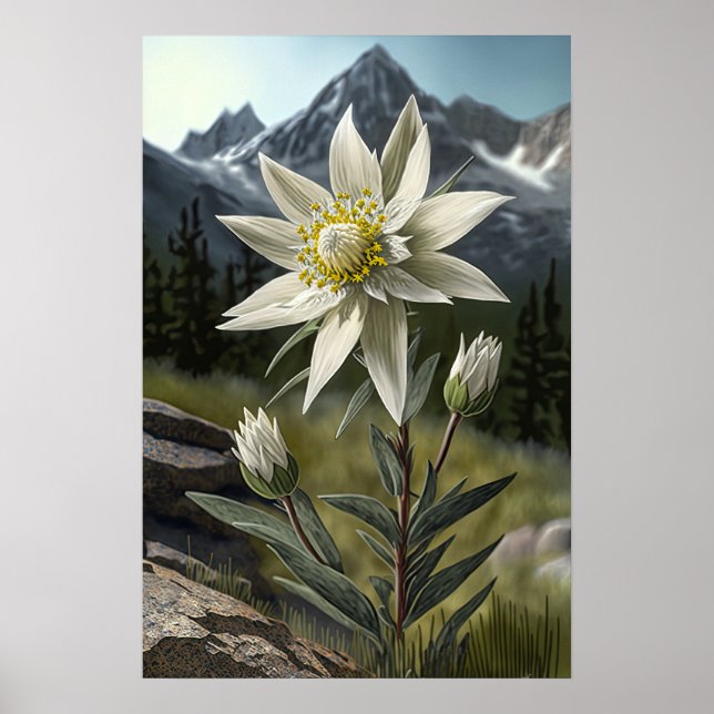 Poster d'impression de l'Art Fleur Edelweiss blanc (Devant)
