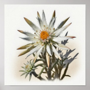 Poster d'impression de l'Art Fleur Edelweiss blanc