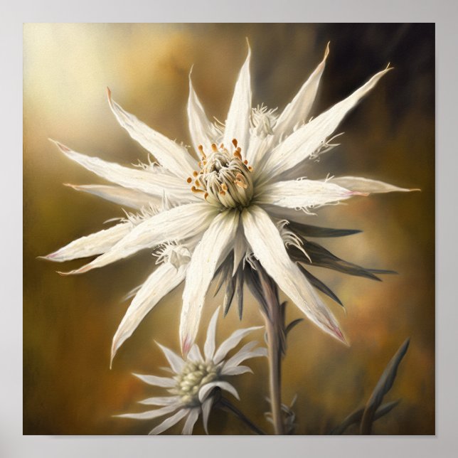 Poster d'impression de l'Art Fleur Edelweiss blanc (Devant)