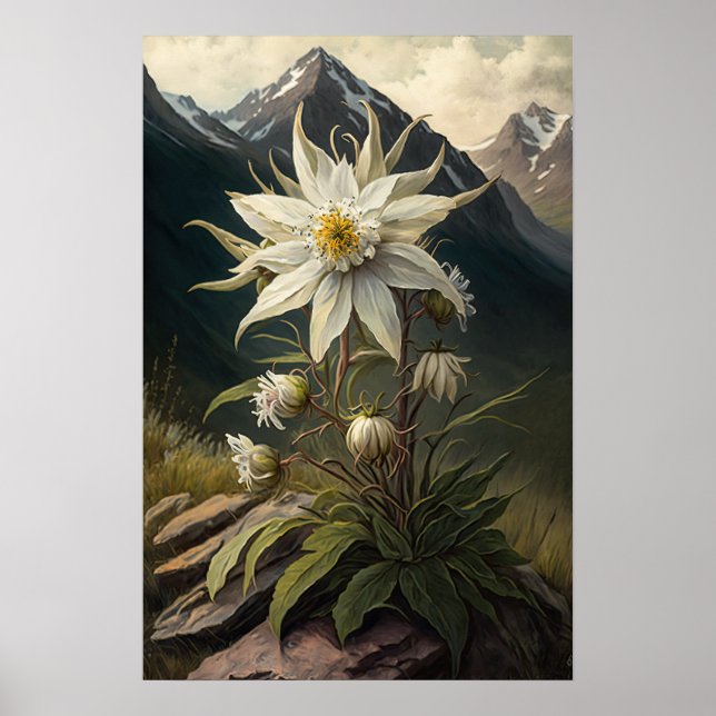 Poster d'impression de l'Art Fleur Edelweiss blanc (Devant)