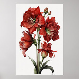 Poster d'impression de l'Art Fleur Rouge Amaryllis