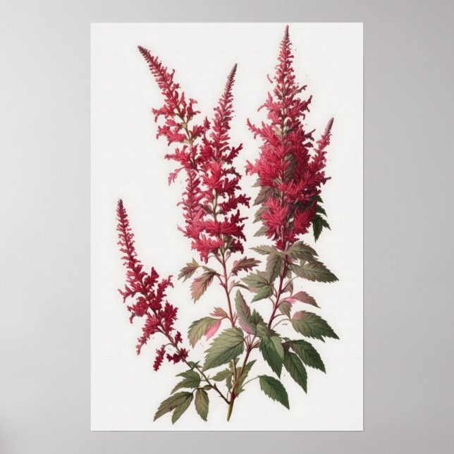 Poster d'impression de l'Art Fleur Rouge Astilbe (Devant)