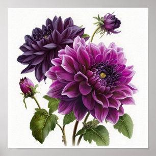 Poster d'impression de l'art floral Dahlias violet