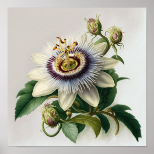 Poster d'impression de l'art floral de la passion