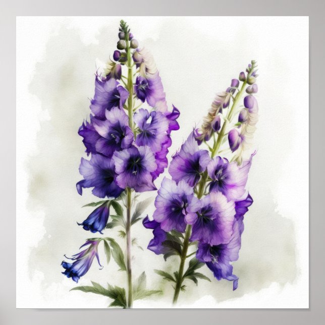 Poster d'impression de violet Delphinium (Devant)